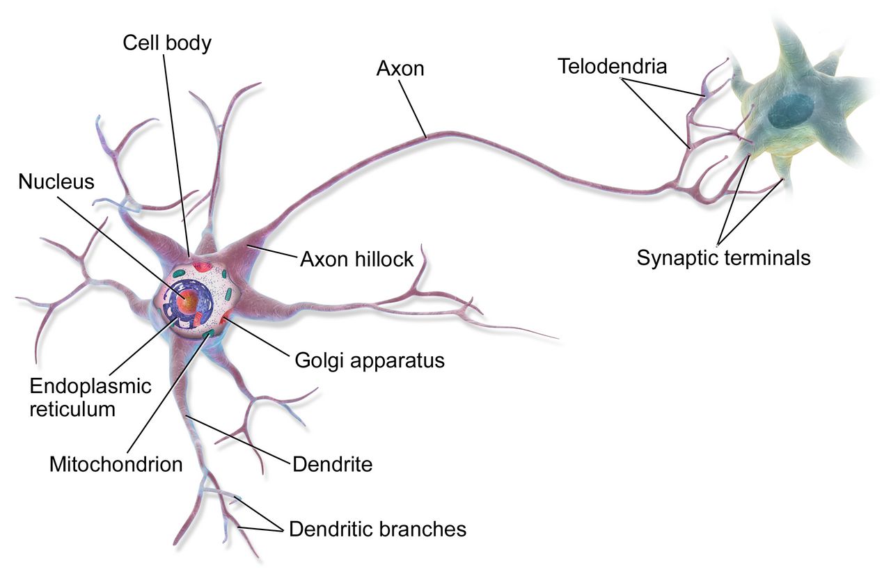 Illustration of neurotransmitter release across a synapse between two neurons, the basis of psychopharmacology