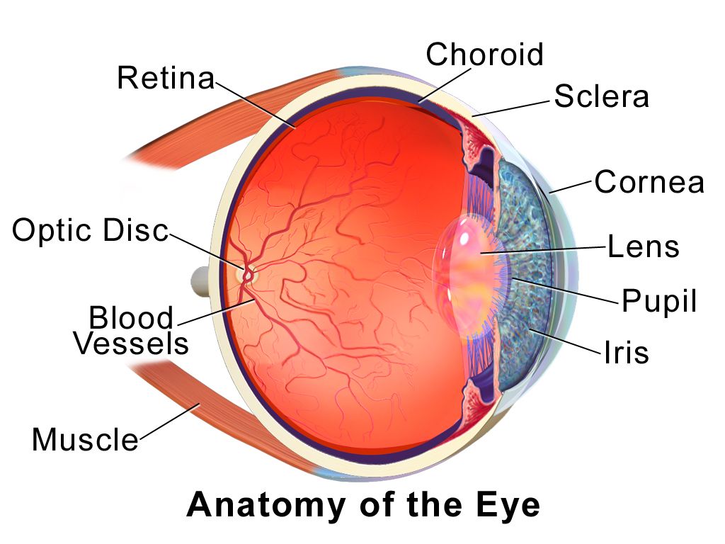 Cross-section of the eye: each labeled structure supplies at least one combining form used daily in ophthalmology.