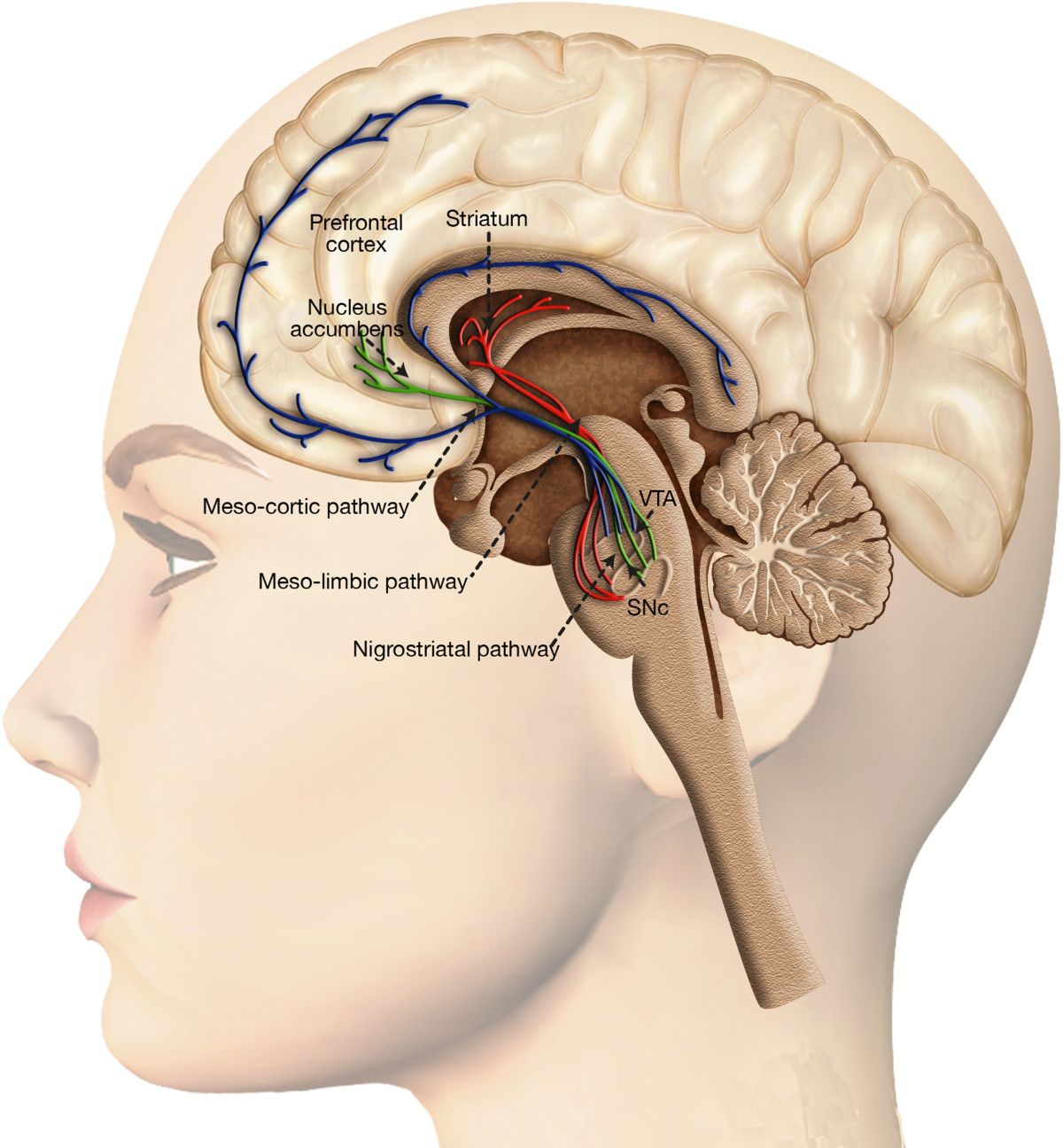 The mesolimbic dopamine pathway — ventral tegmental area to nucleus accumbens to prefrontal cortex — is the circuit every addictive substance ultimately hijacks.