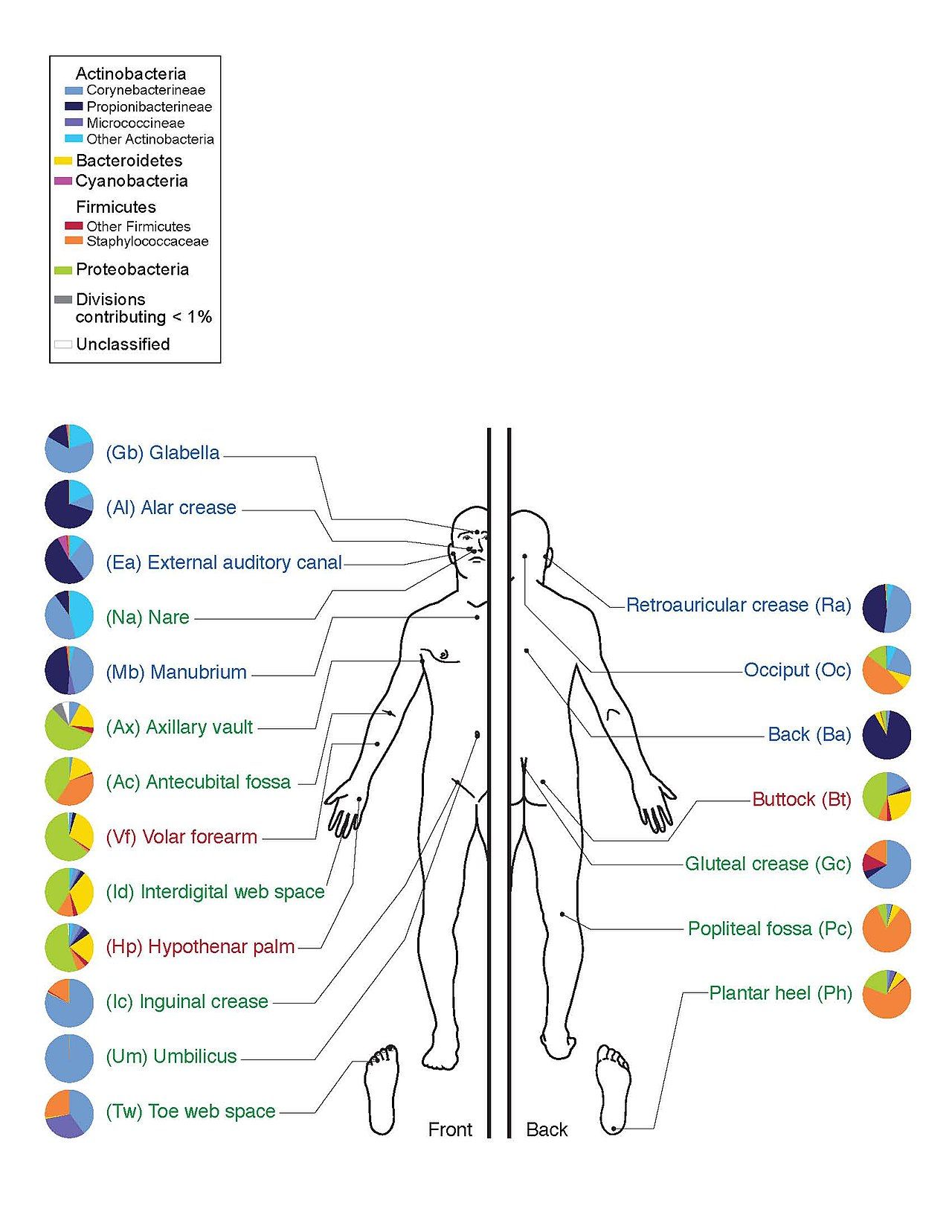The diverse bacterial communities that live on human skin