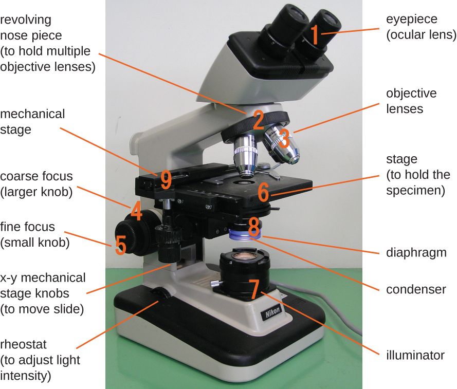 A labeled compound brightfield light microscope showing its major parts