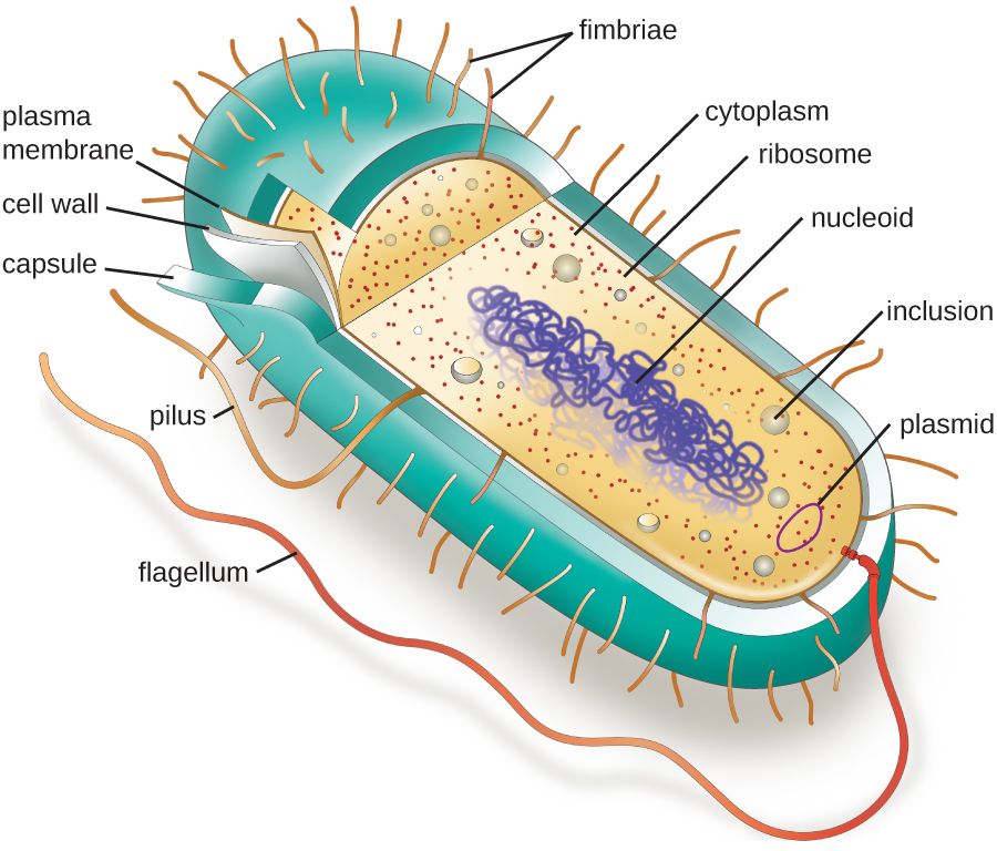 Labeled diagram of a prokaryotic bacterial cell showing nucleoid, ribosomes, plasma membrane, cell wall, capsule, and flagellum