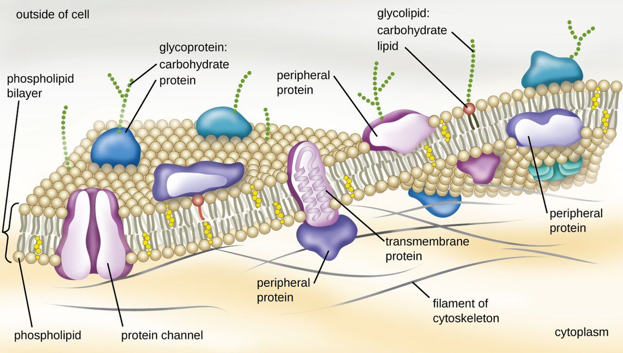 Diagram of the bacterial plasma membrane as a phospholipid bilayer studded with proteins