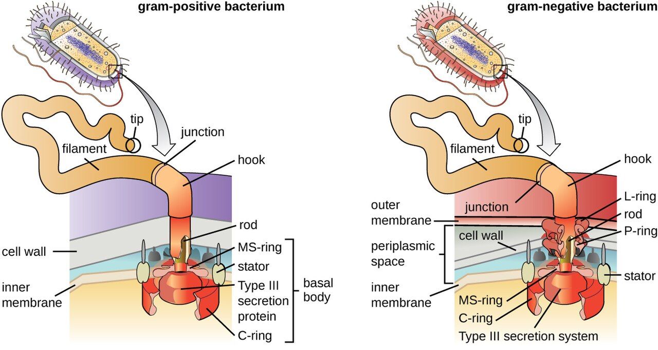 Diagram of bacterial flagellar arrangements: single polar, tuft, and surrounding the whole cell