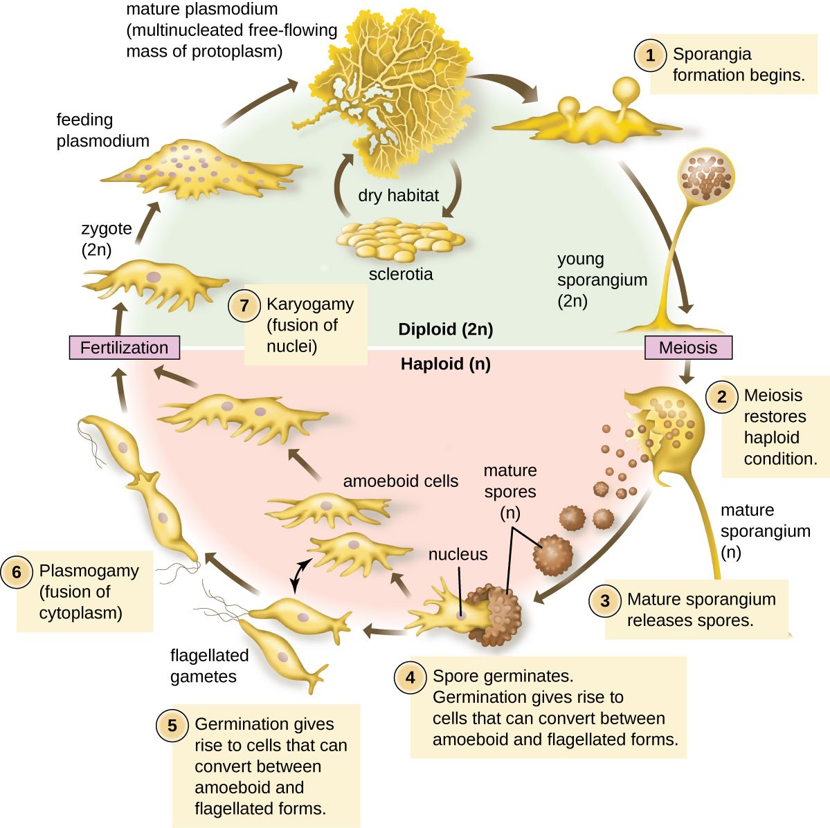 The life cycle of Plasmodium, the malaria parasite, between mosquito and human