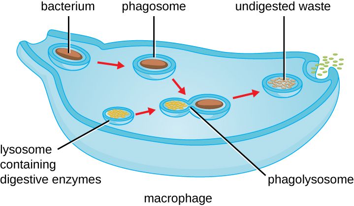 A phagocyte engulfing a bacterium, forming a phagosome that fuses with a lysosome
