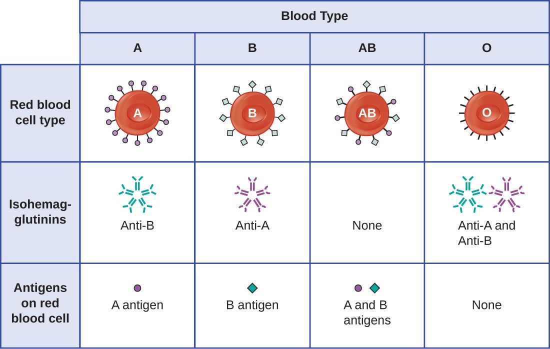 The ABO blood group antigens and antibodies