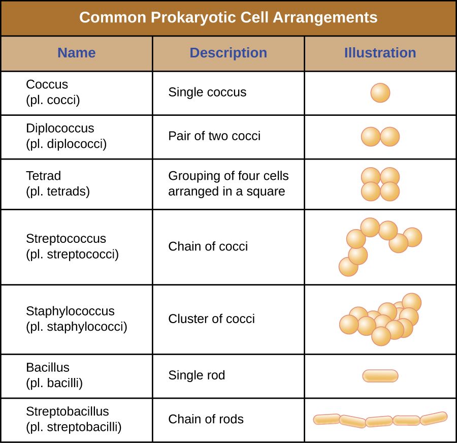 Common arrangements of bacterial cells, from single cocci to clusters and chains