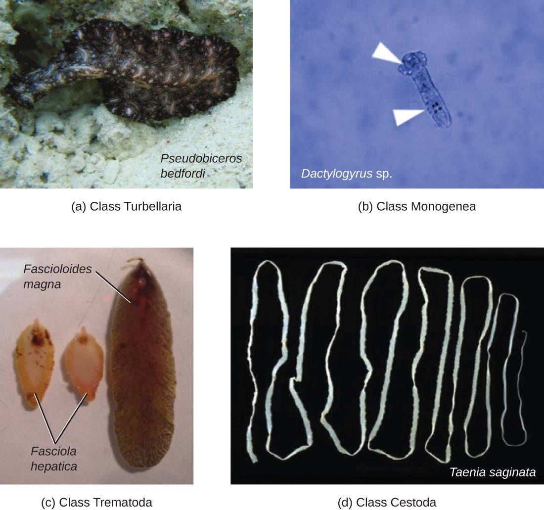 The body plan of a parasitic flatworm (platyhelminth)