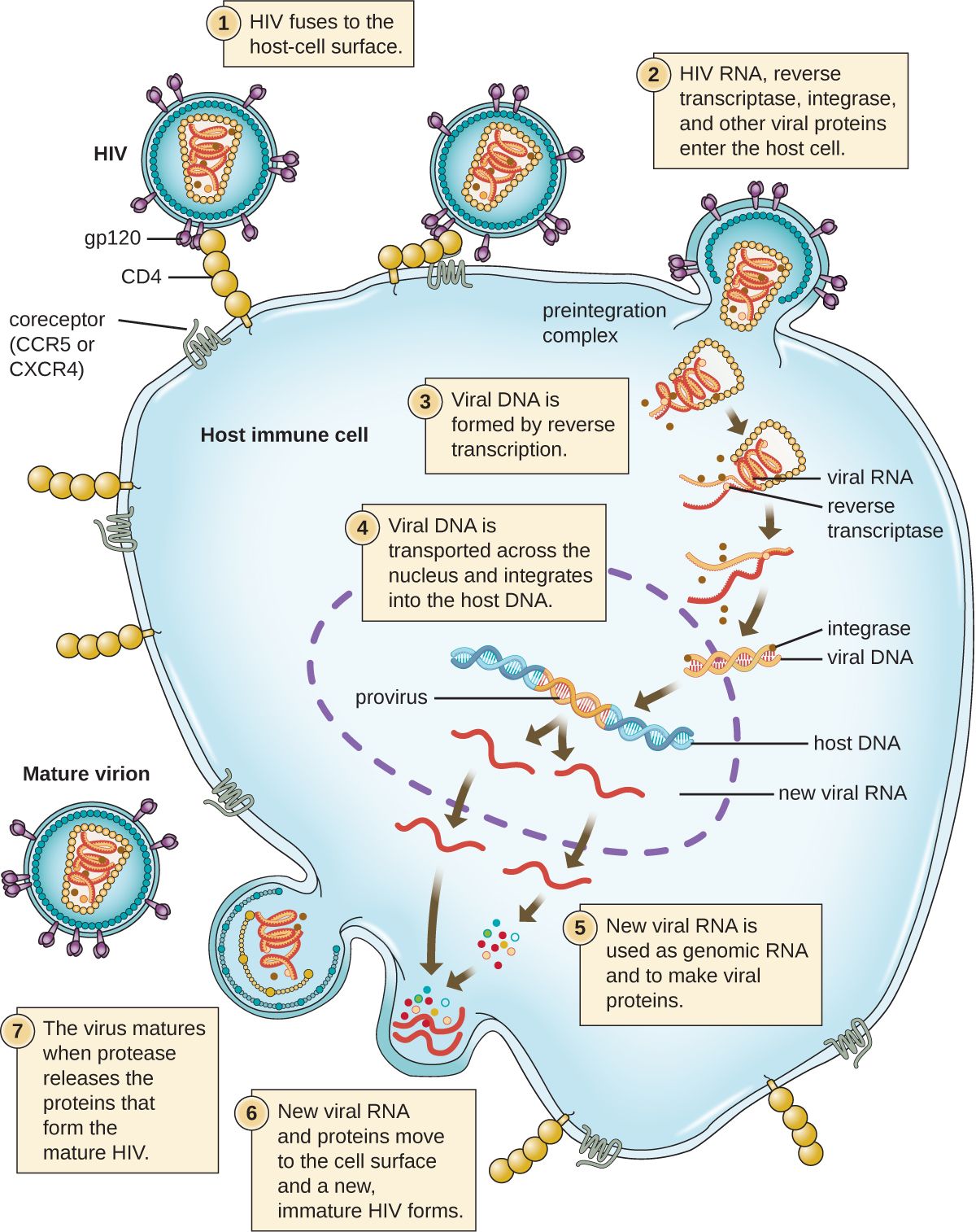 Structure of the human immunodeficiency virus (HIV)