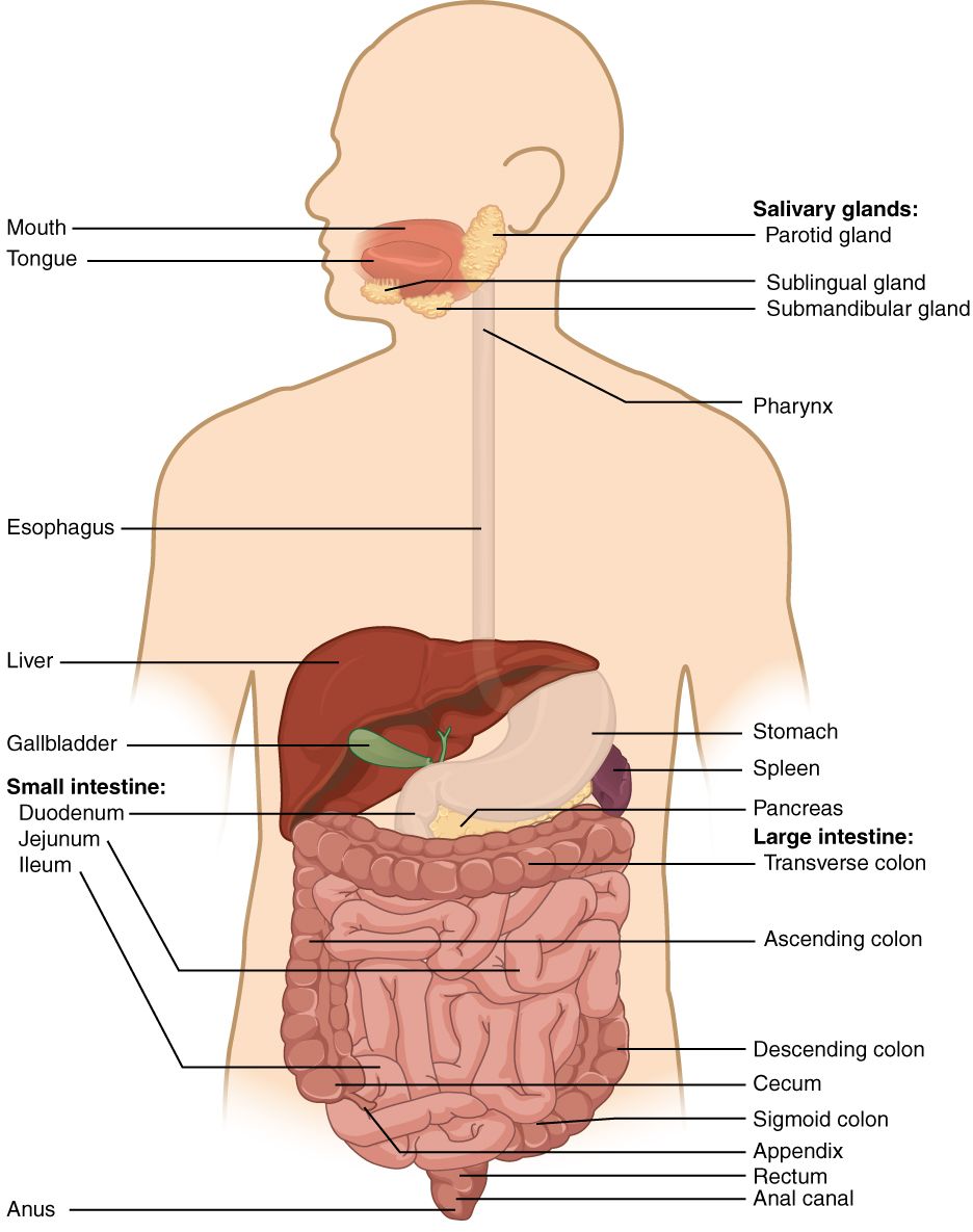 Labeled diagram of the human digestive system showing stomach, pancreas, and small intestine