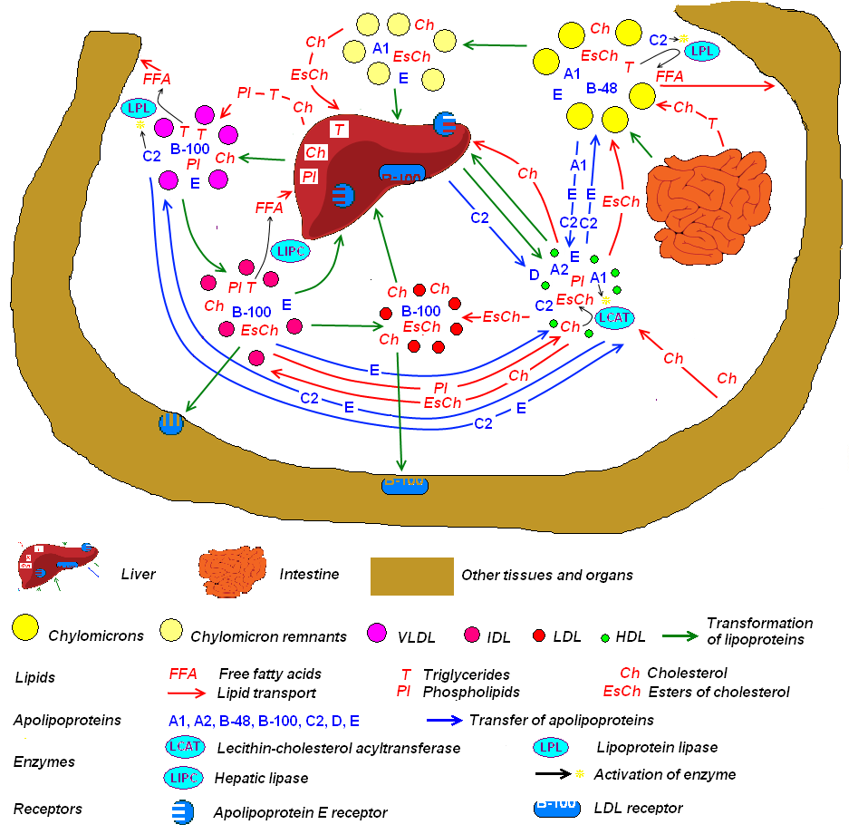 Diagram of the major blood lipoproteins: chylomicron, VLDL, LDL, and HDL