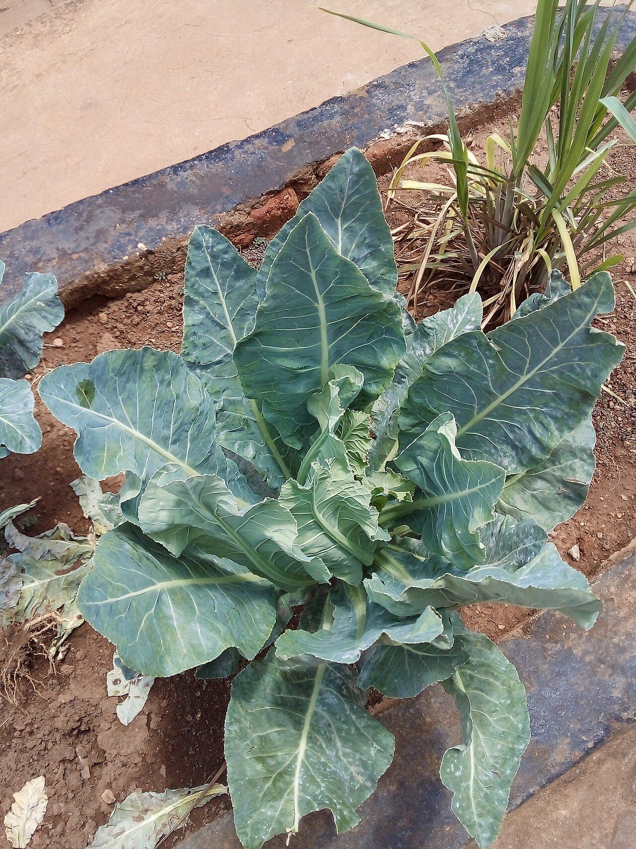 Vegetables moving from the farm through market to a prepared plate of food