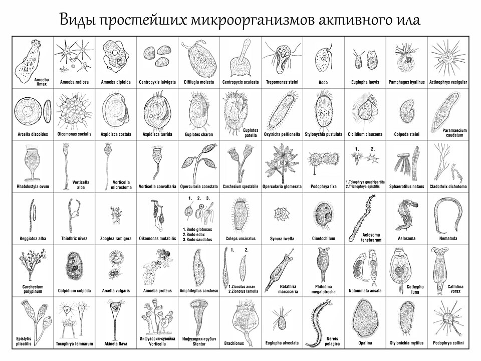 Types of pathogens reference figure