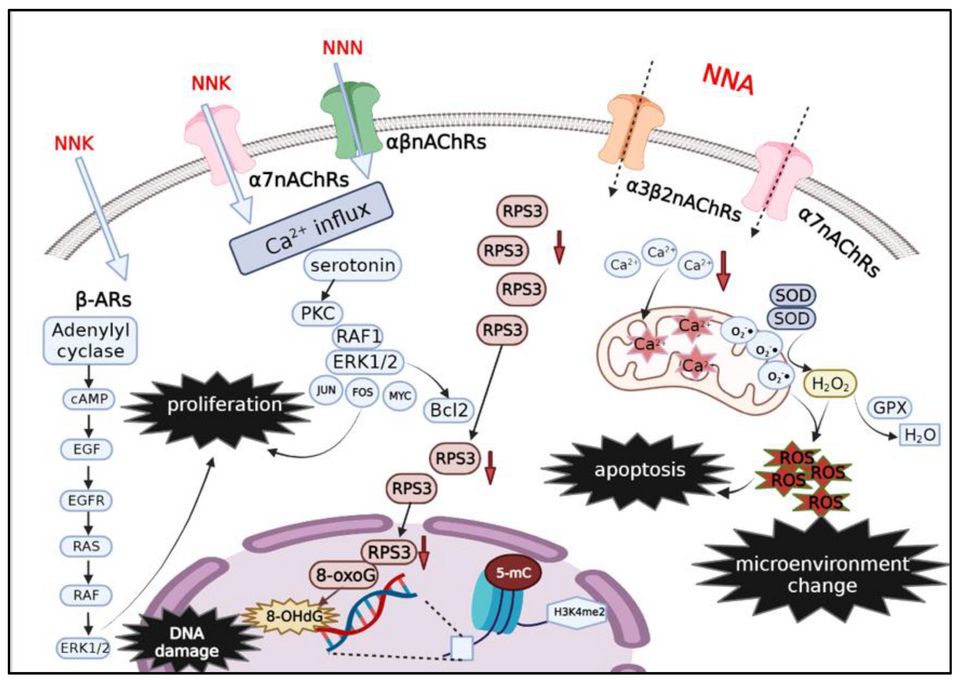 Normal cell to cancer reference figure