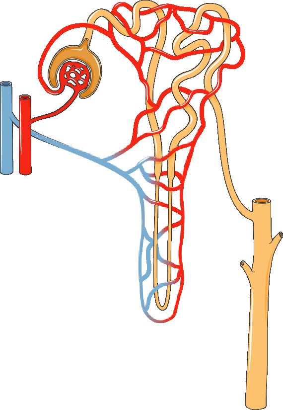 The nephron reference figure