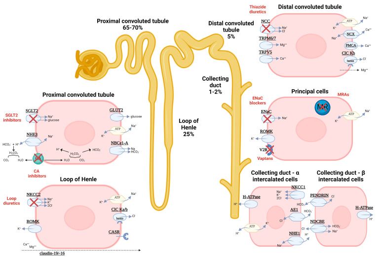 Glomerular disease reference figure