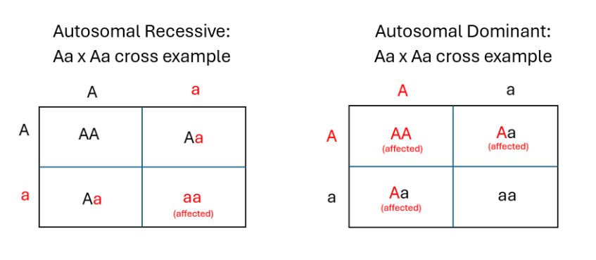 Reference figure: patterns of inheritance