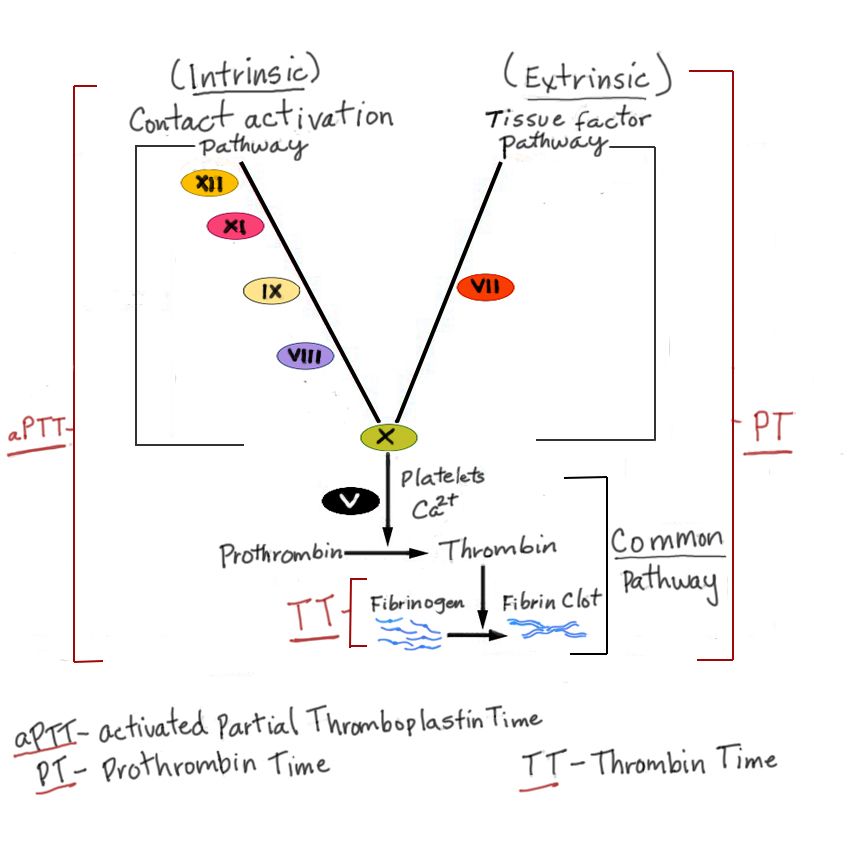 Bleeding and clotting reference figure