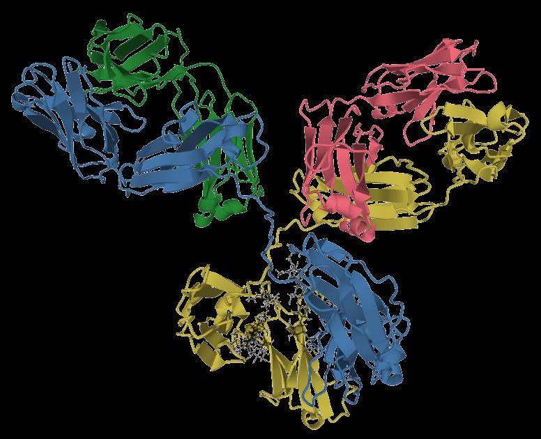 Reference figure showing the structure of an antibody