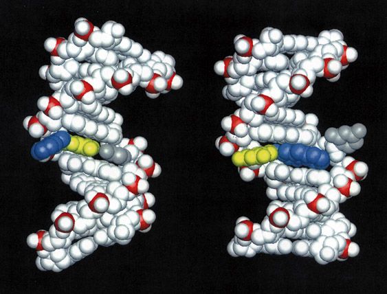 Diagram of a chemical carcinogen bound to damaged DNA