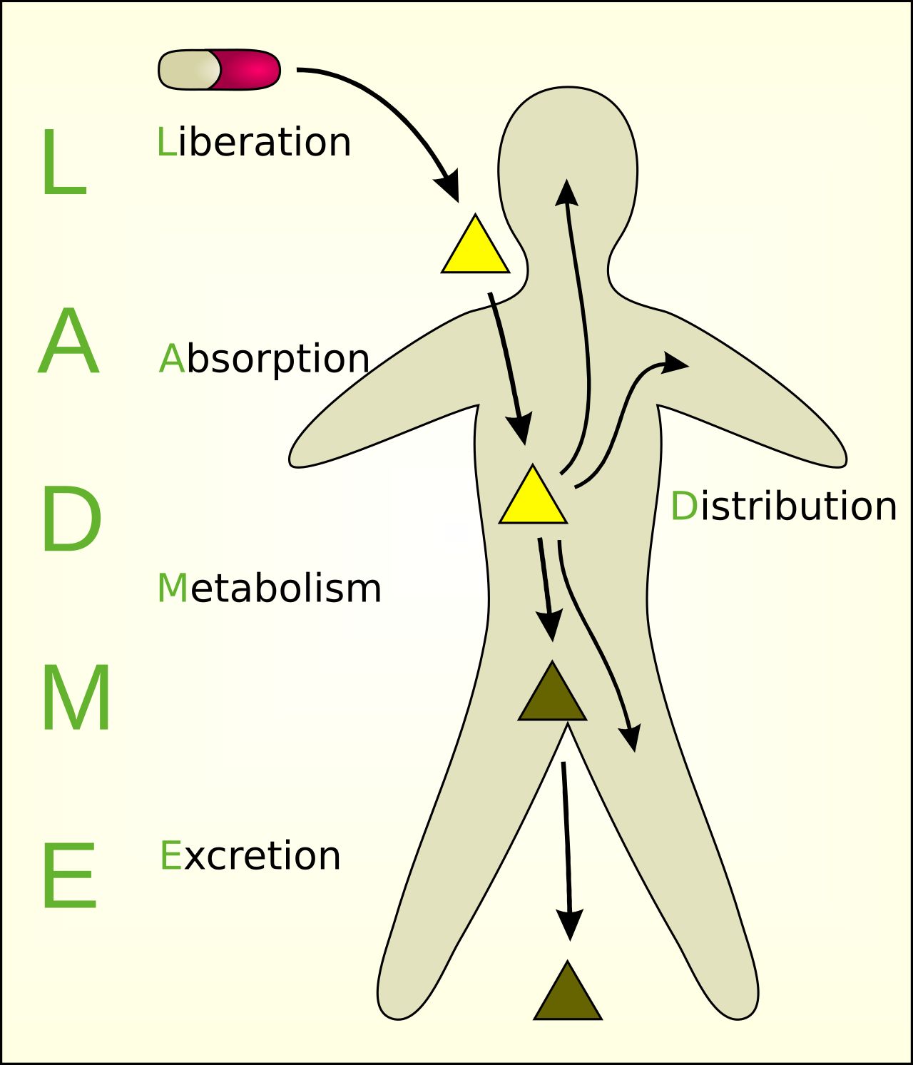 Diagram of the pharmacokinetic processes of absorption, distribution, metabolism, and excretion, a reference figure