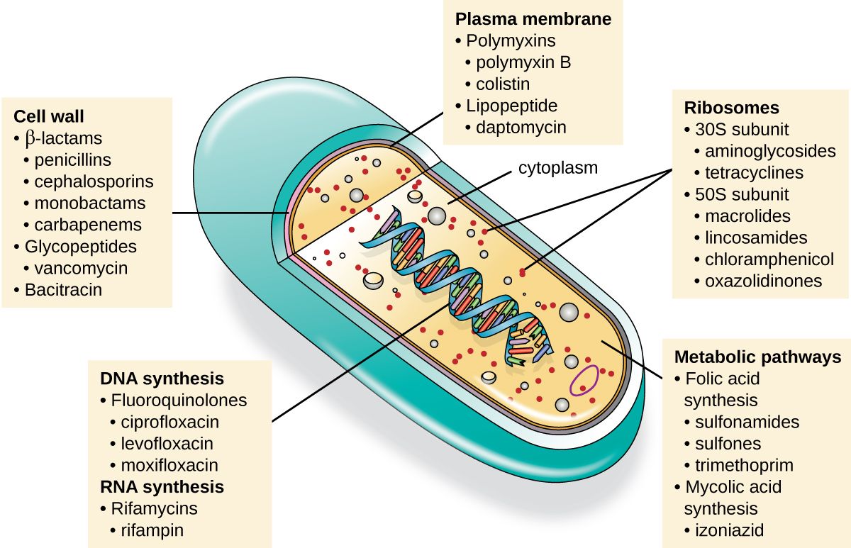 Modes of action of antibacterial drugs on the bacterial cell, reference figure