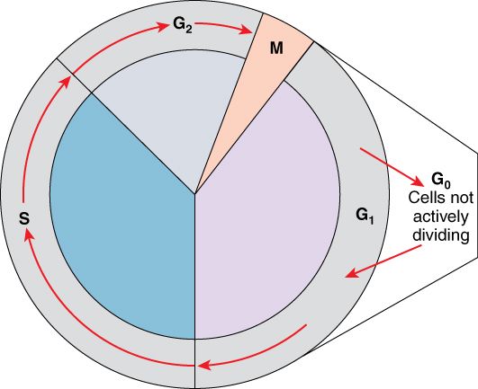 The cell cycle reference figure