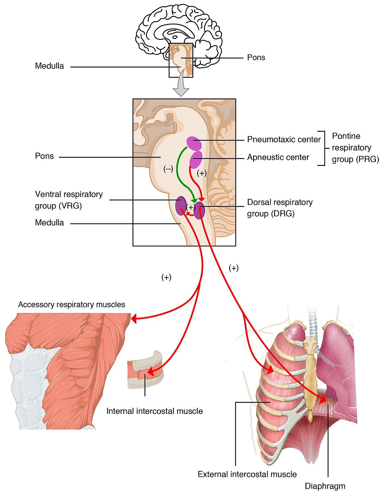 Respiratory centers of the brainstem in the medulla and pons