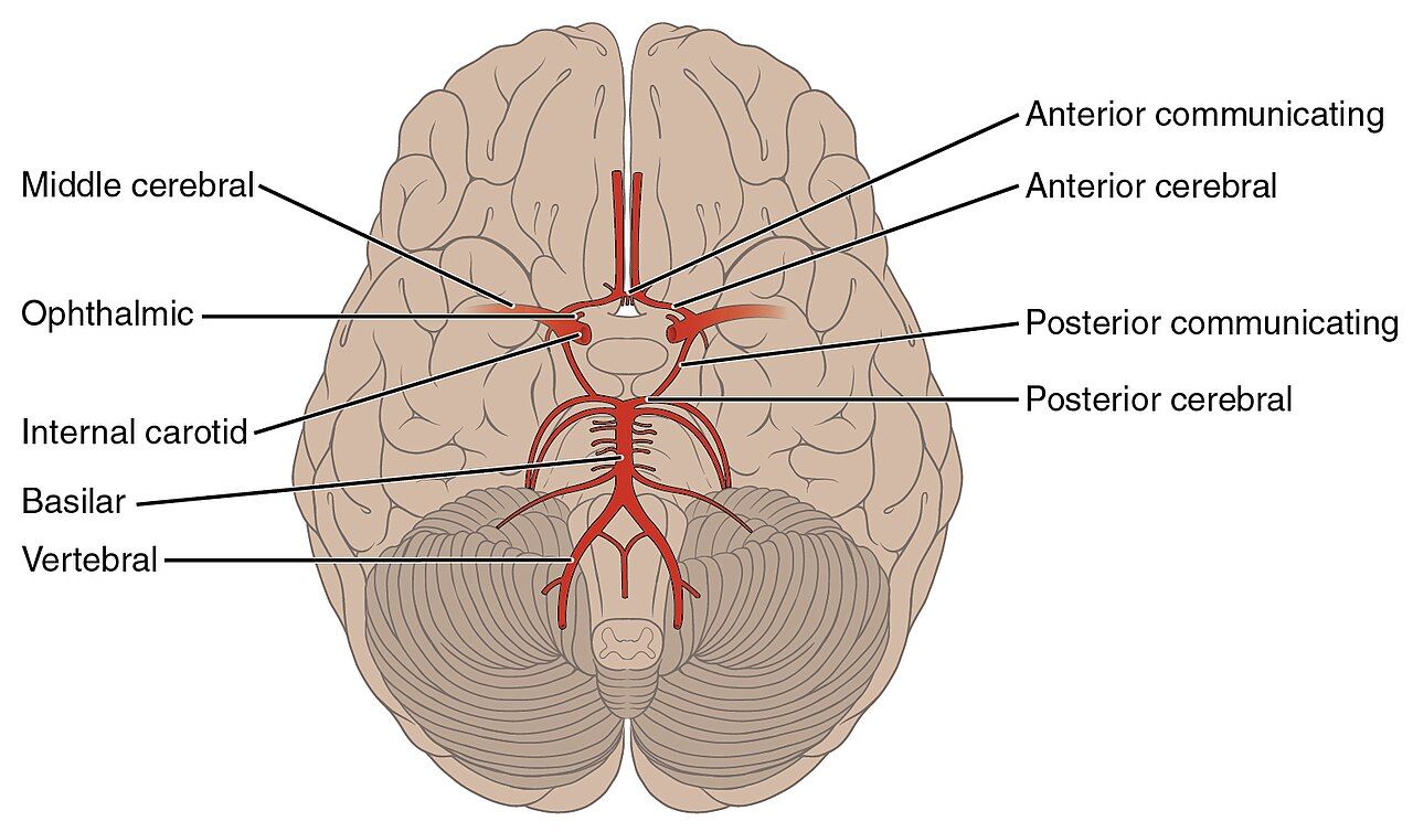 The arteries supplying the brain, including the cerebral and meningeal circulation