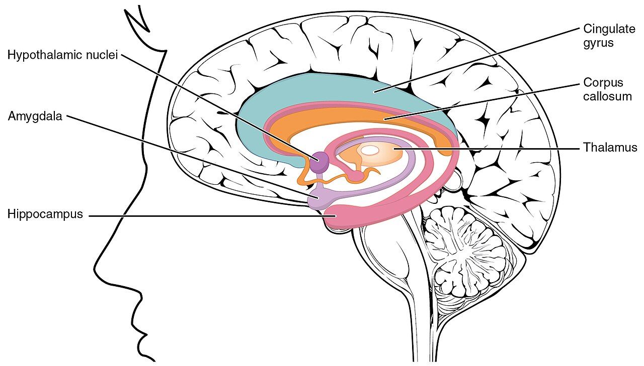 The limbic lobe reference figure showing the brain structures involved in mood and emotion