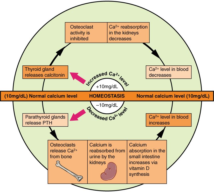 Calcium homeostasis reference figure showing parathyroid hormone, vitamin D, and calcitonin regulating blood calcium