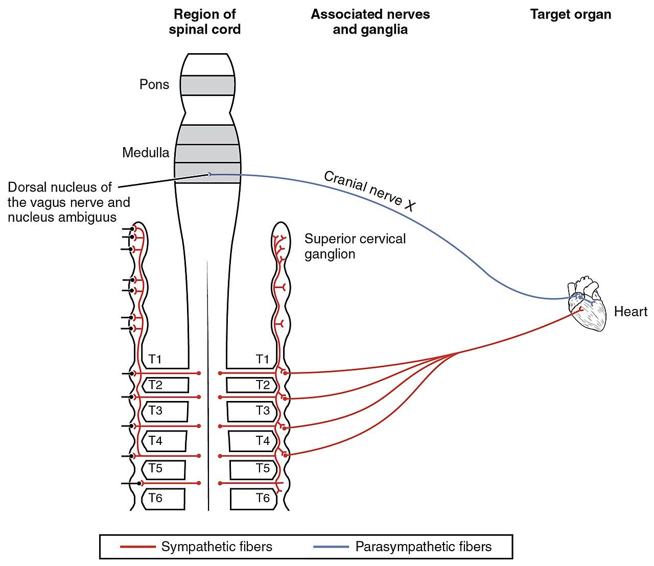 Autonomic connections to the heart reference figure