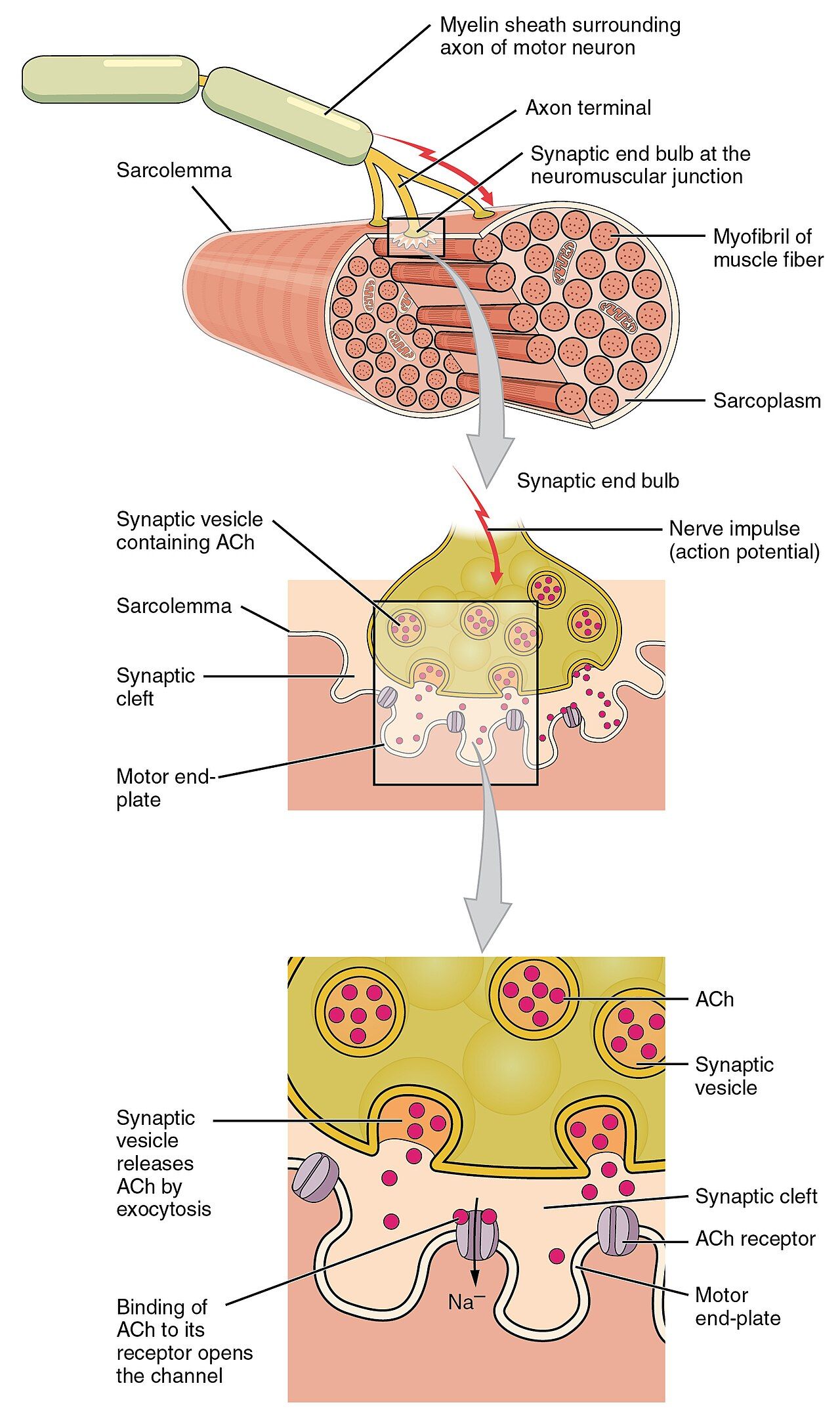 Motor end plate and innervation reference figure