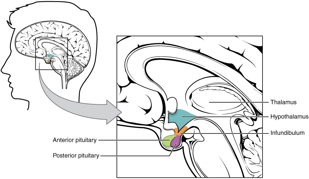 The hypothalamus-pituitary complex reference figure