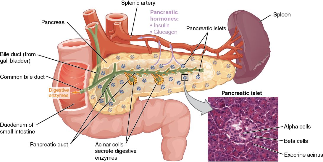 The pancreas reference figure