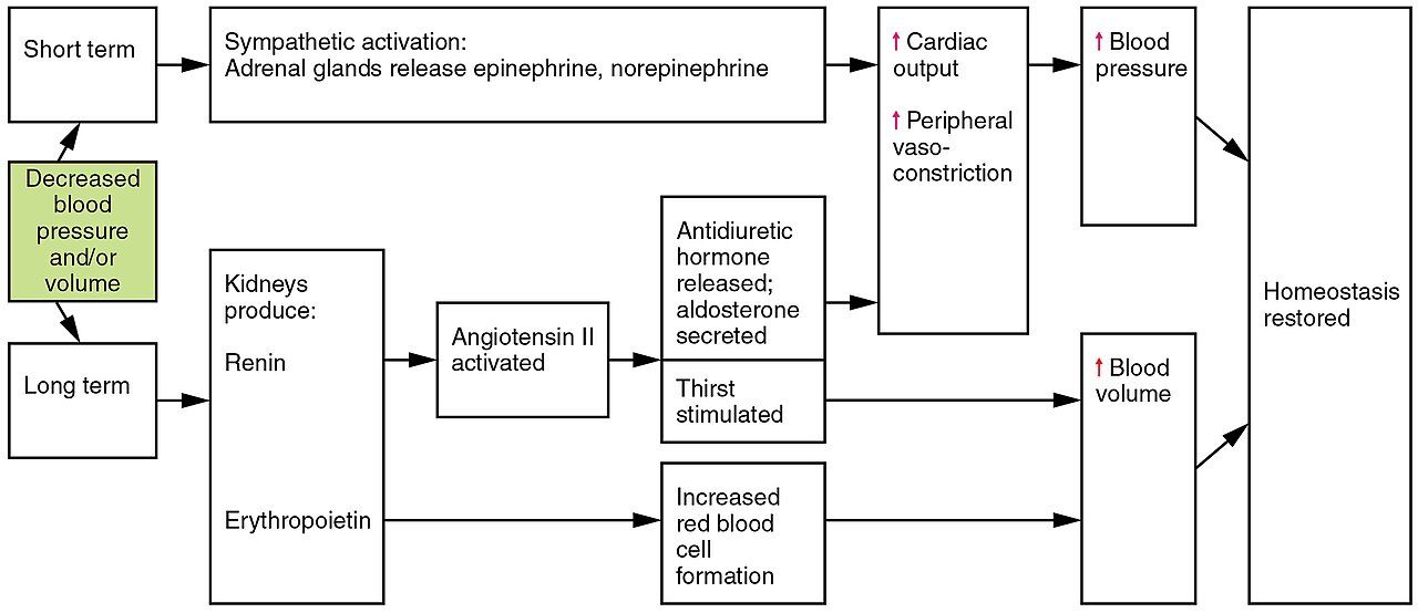 Renin-angiotensin-aldosterone pathway reference figure showing the hormonal control of blood pressure