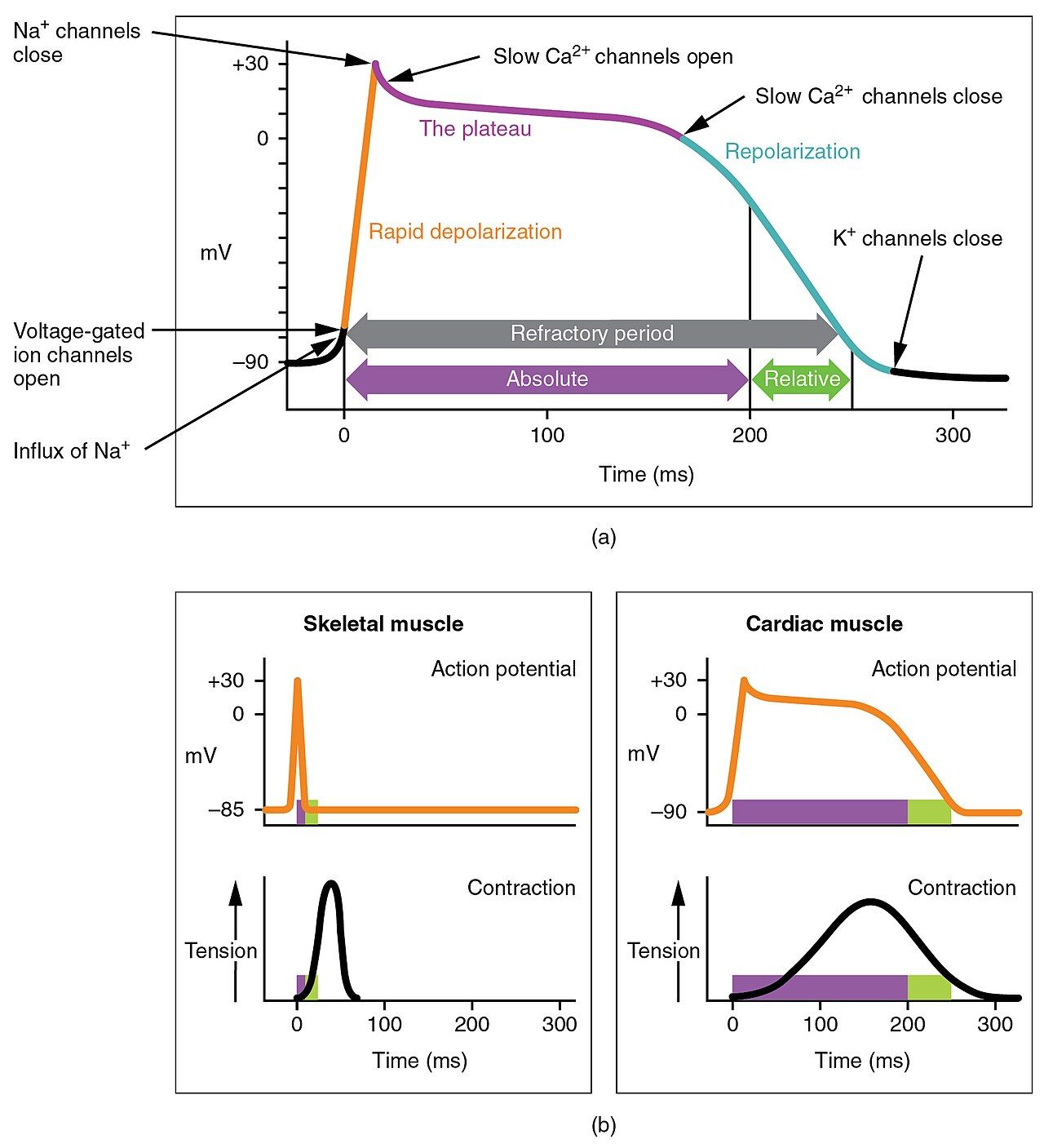 Cardiac action potential and heart contraction reference figure