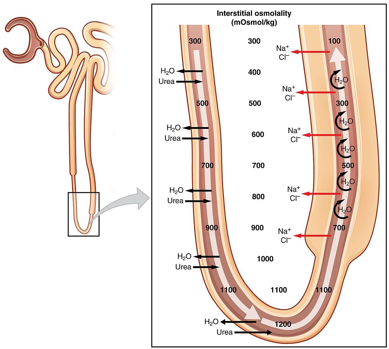 Loop of Henle countercurrent multiplier reference figure