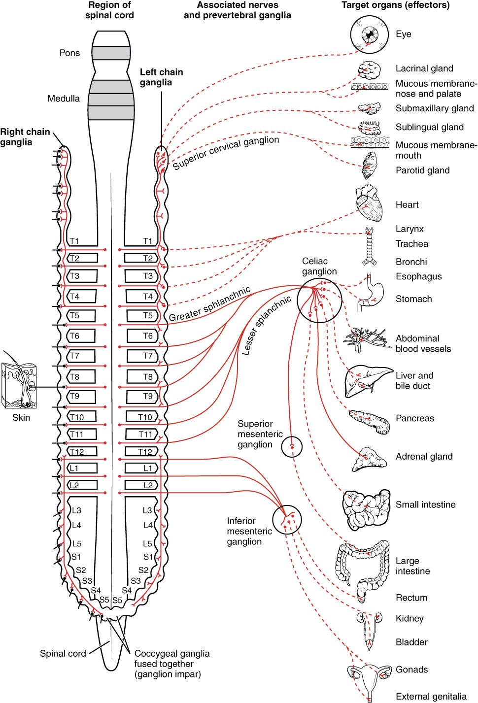 Connections of the sympathetic nervous system reference figure showing adrenergic receptor targets