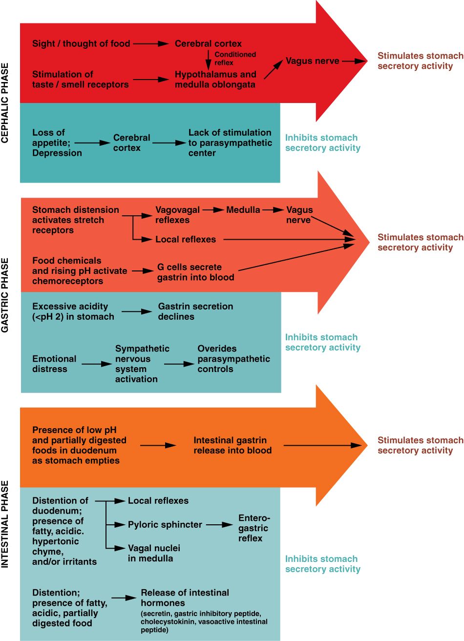 The three phases of gastric secretion reference figure