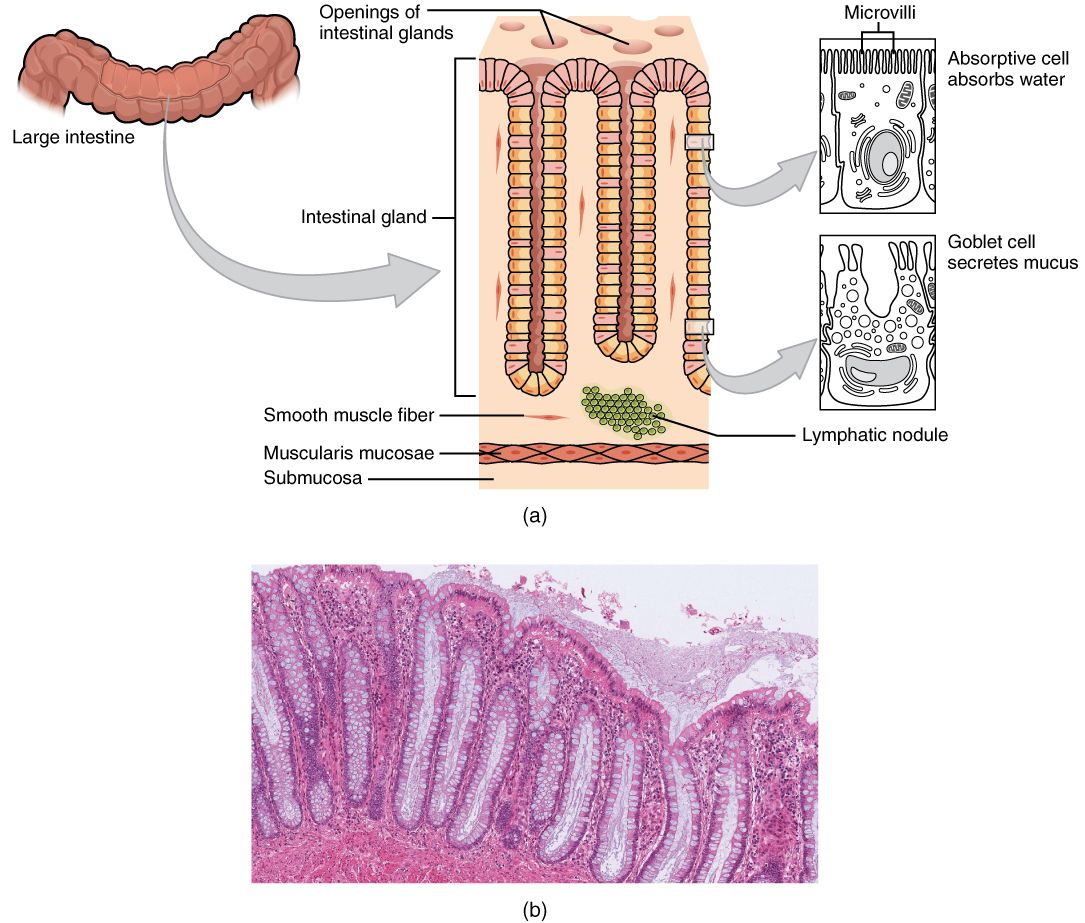 Histology of the large intestine reference figure
