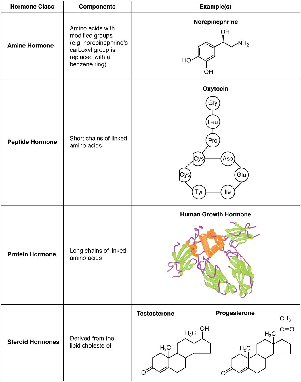 Structures of amine, peptide, protein, and steroid hormones including testosterone reference figure
