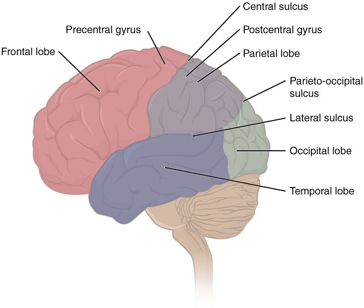 The four lobes of the cerebral cortex: frontal, parietal, temporal, and occipital