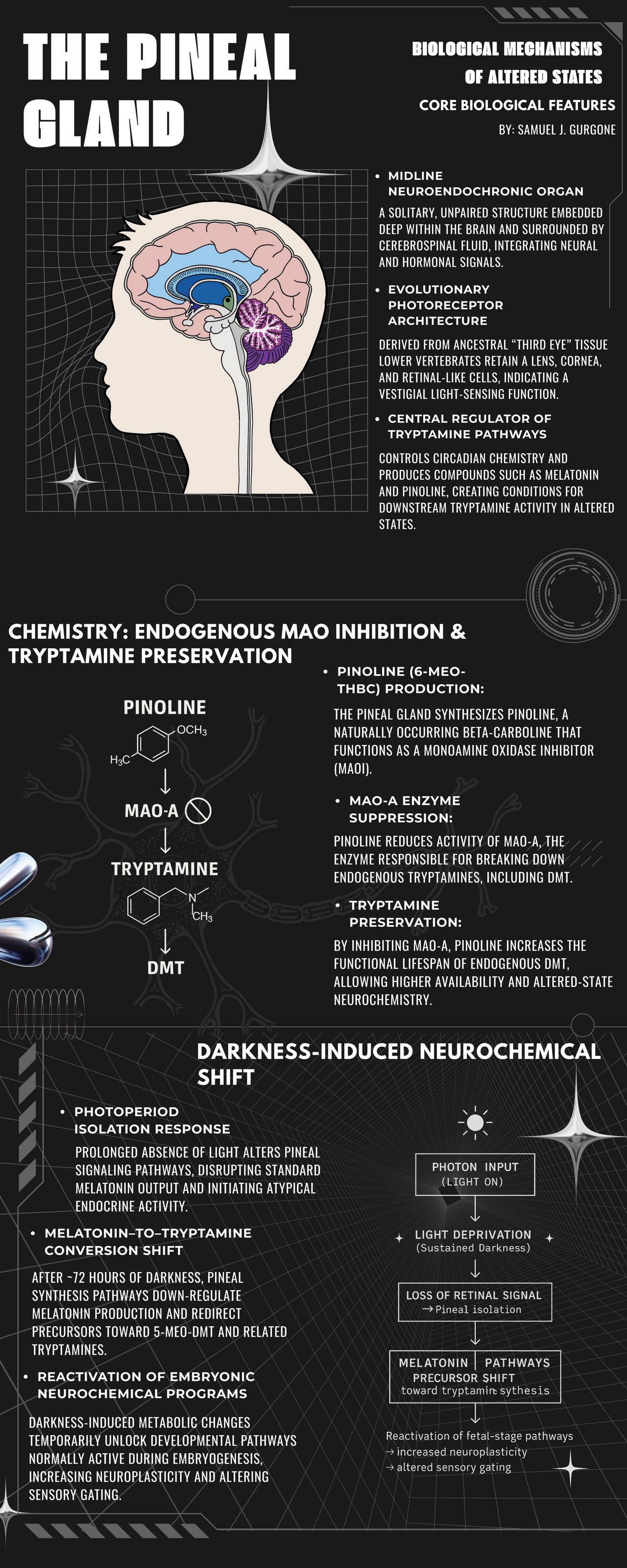 The pineal gland releasing melatonin to regulate the sleep-wake cycle