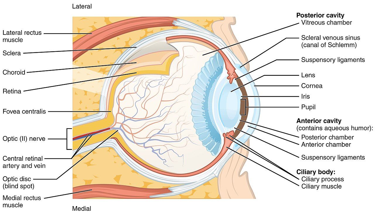 Cross-section of the human eye showing cornea, lens, pupil, and retina
