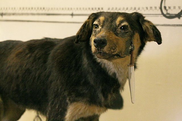 A preserved specimen of one of Ivan Pavlov's dogs with a surgical fistula