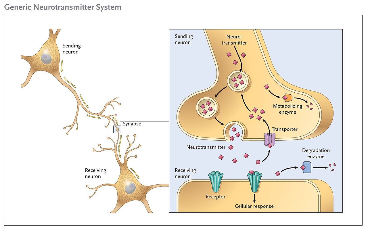Neurotransmitter system at a synapse, the target of psychiatric medications